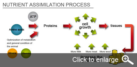 Modivitasan Absorption of Nutrients